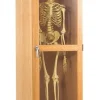 Diversified Spaces Skeleton Science Cabinet^ Lab Storage|Science Storage